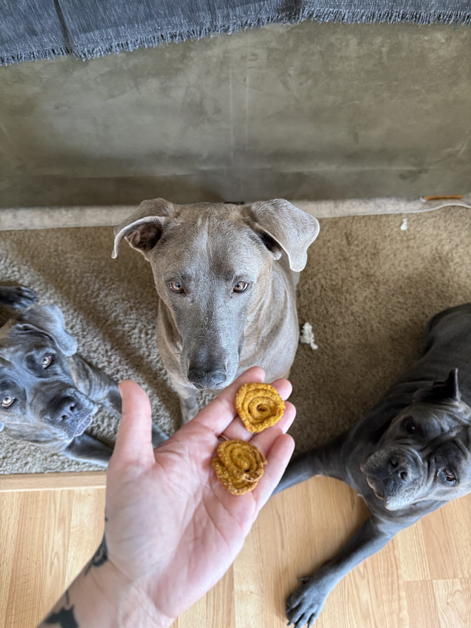 Pup-Approved Treats